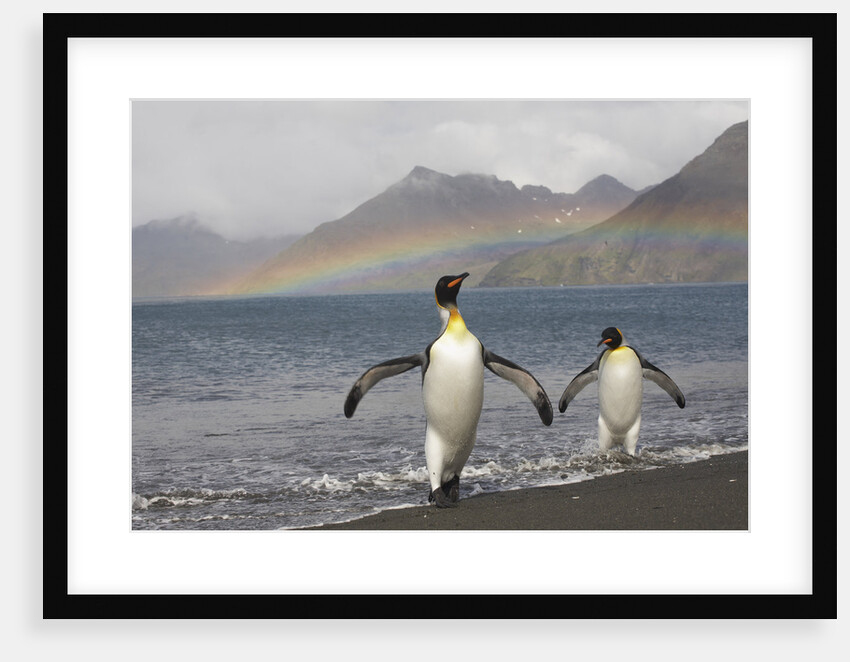 Rainbow and King Penguins on South Georgia Island by Anonymous
