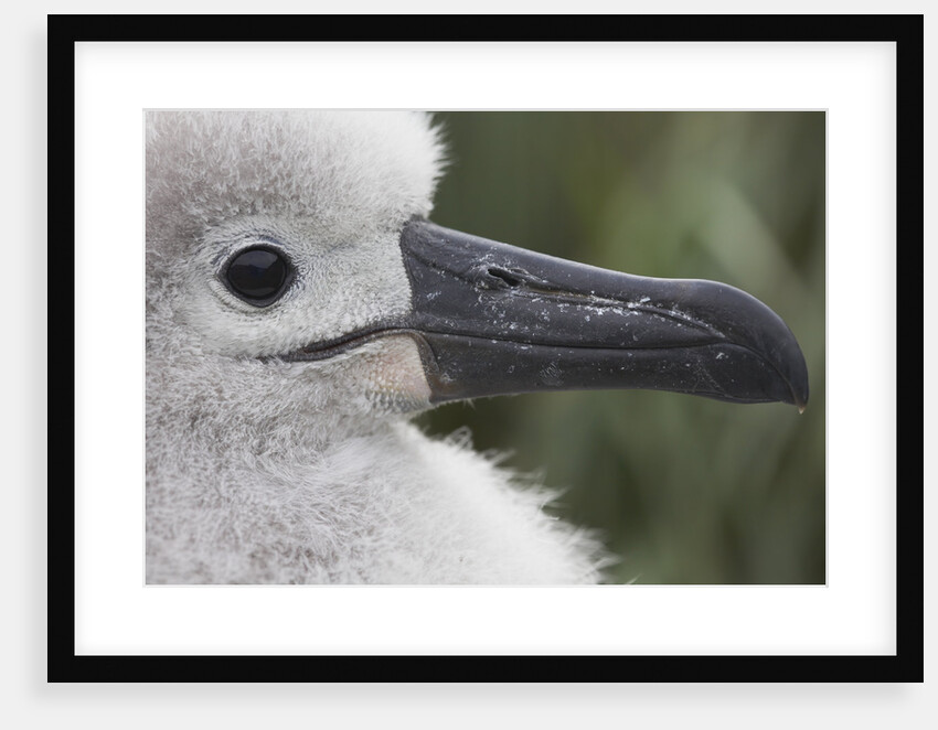 Gray-Headed Albatross Chick on South Georgia Island by Anonymous