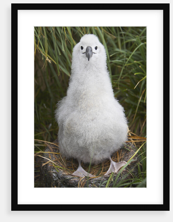 Gray-headed Albatross Chick on South Georgia Island by Anonymous