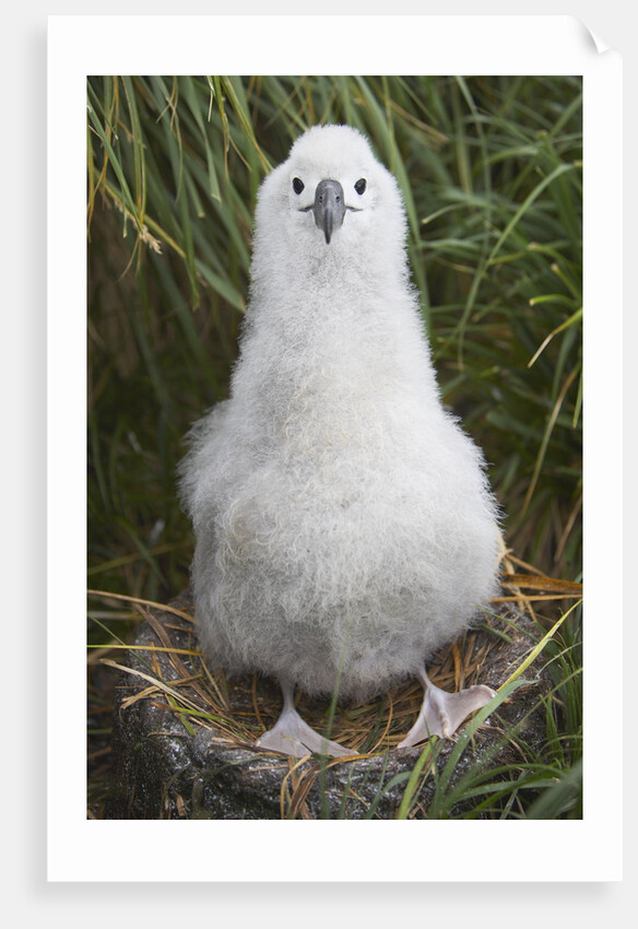 Gray-headed Albatross Chick on South Georgia Island by Anonymous
