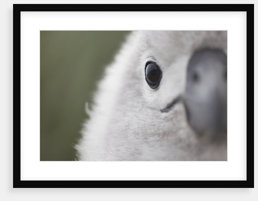 Gray-Headed Albatross Chick on South Georgia Island by Anonymous