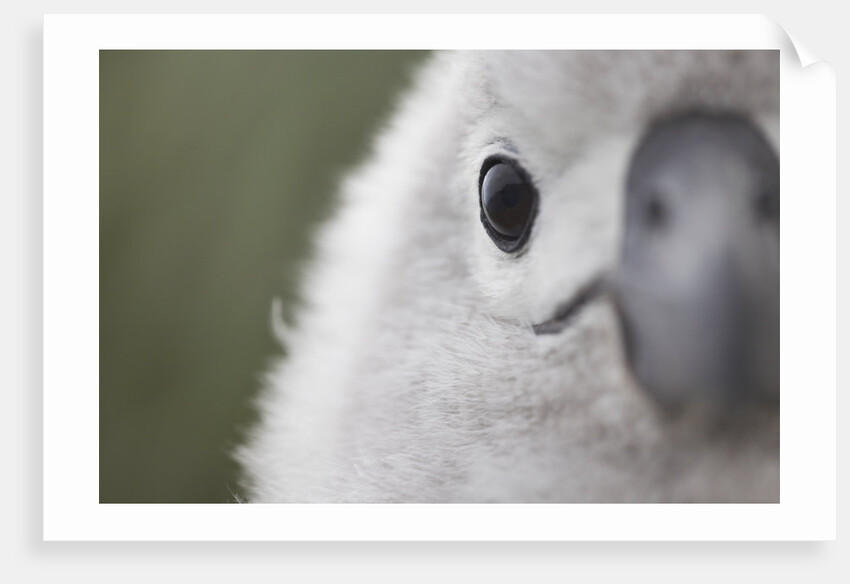 Gray-Headed Albatross Chick on South Georgia Island by Anonymous