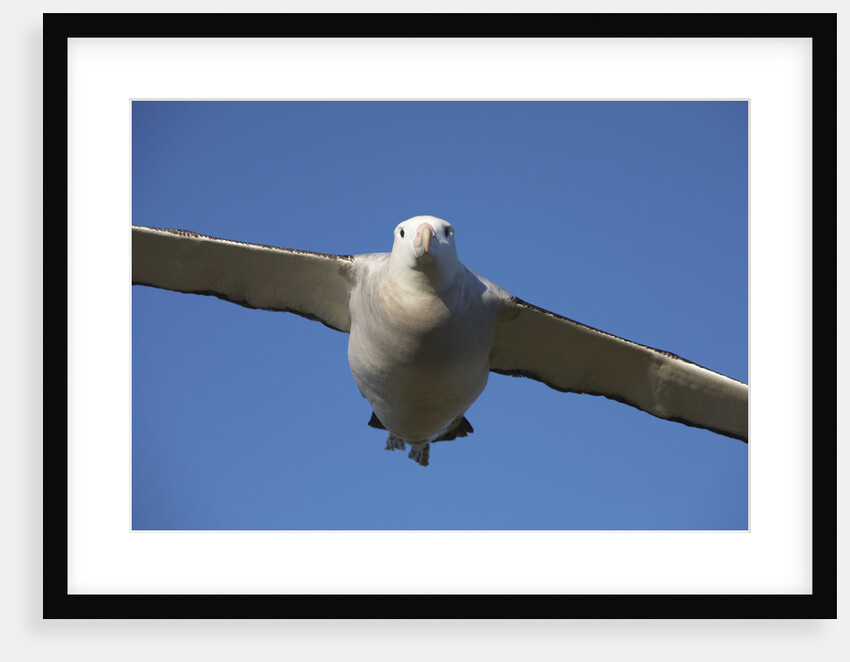 Wandering Albatross in Flight at South Georgia Island by Anonymous