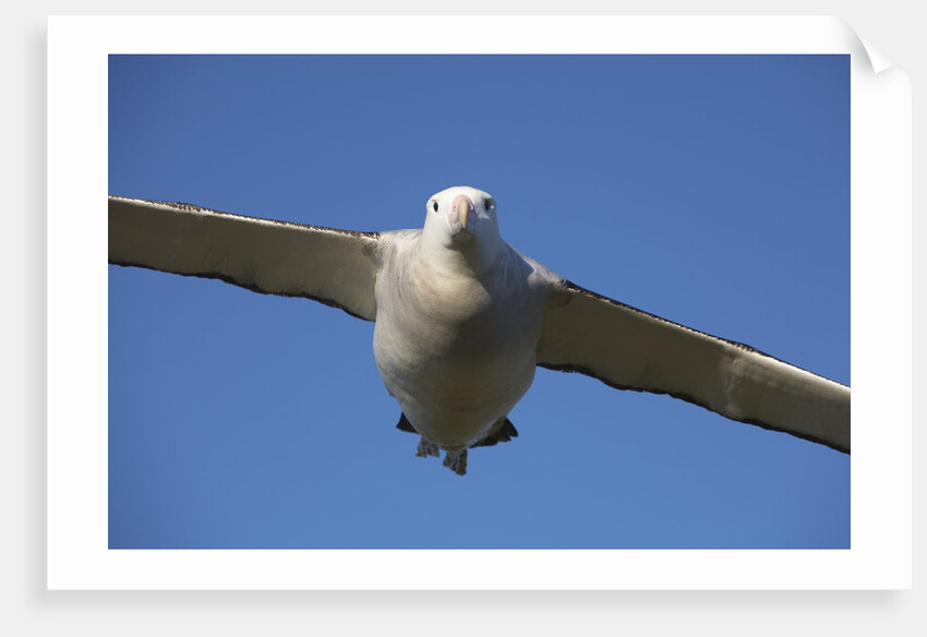 Wandering Albatross in Flight at South Georgia Island by Anonymous
