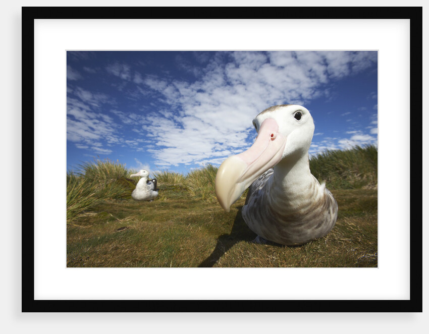 Wandering Albatross on South Georgia Island by Anonymous