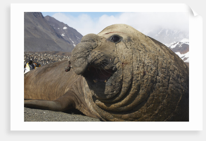 Elephant Seal on South Georgia Island by Anonymous