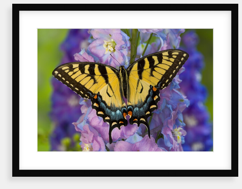 Female Eastern Tiger Swallowtail Butterfly on Delphinium by Anonymous