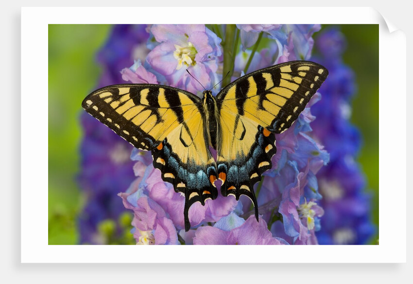 Female Eastern Tiger Swallowtail Butterfly on Delphinium by Anonymous
