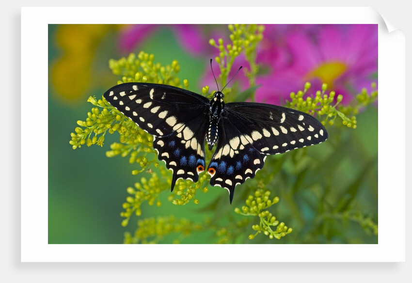Female Black Swallowtail Butterfly on Colorful Flowers by Anonymous