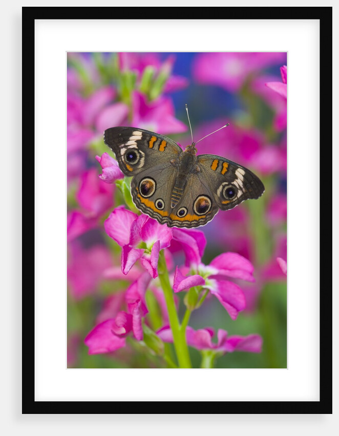 Buckeye Butterfly by Anonymous