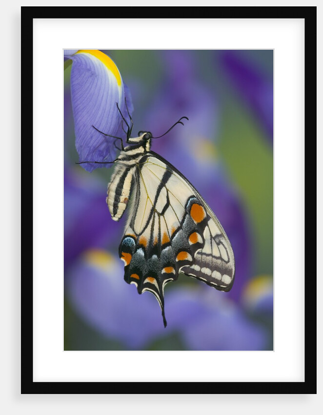 Eastern Tiger Swallowtail at Rest on a Dutch Iris by Anonymous