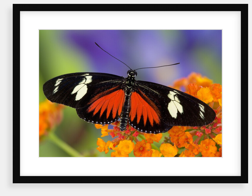 Heliconius Doris in Red Phase Resting on Lantana by Anonymous