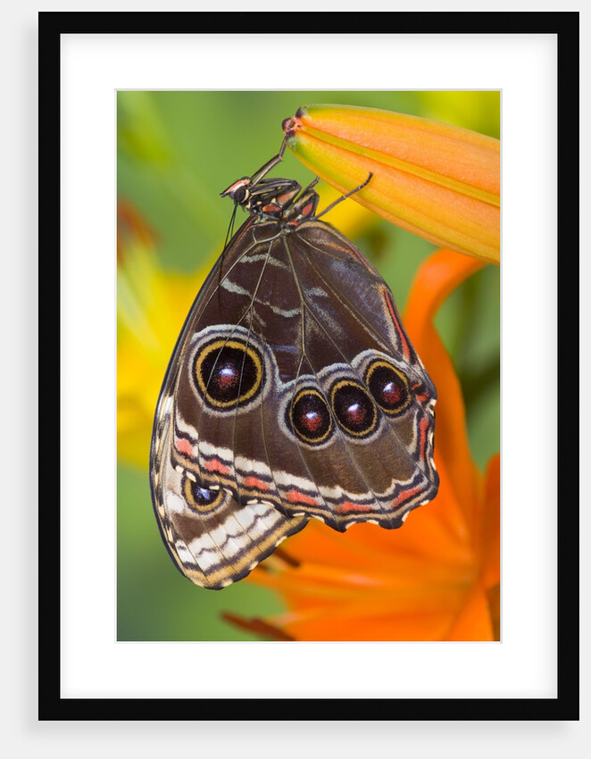 Blue Morpho Resting on an Orange Asiatic Lily by Anonymous