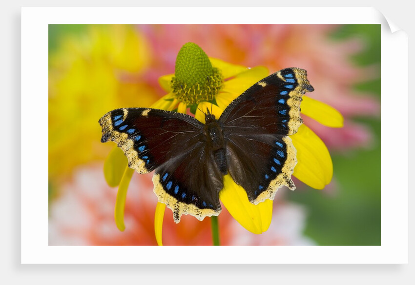 Morning Cloak North American Butterfly by Anonymous