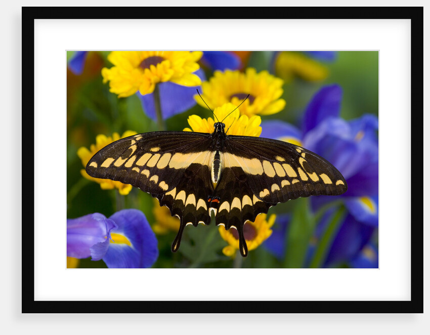 Thoas Swallowtail Resting on Irises and Daisies by Anonymous