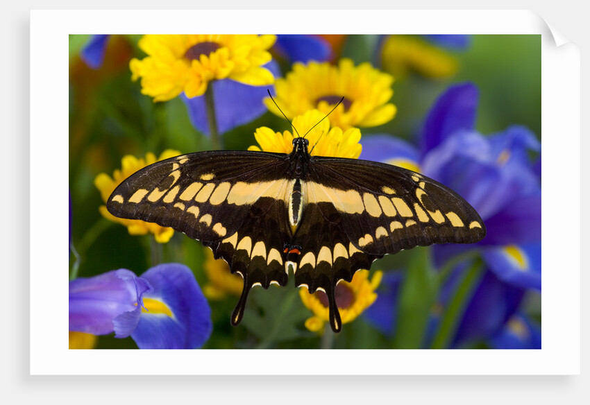 Thoas Swallowtail Resting on Irises and Daisies by Anonymous