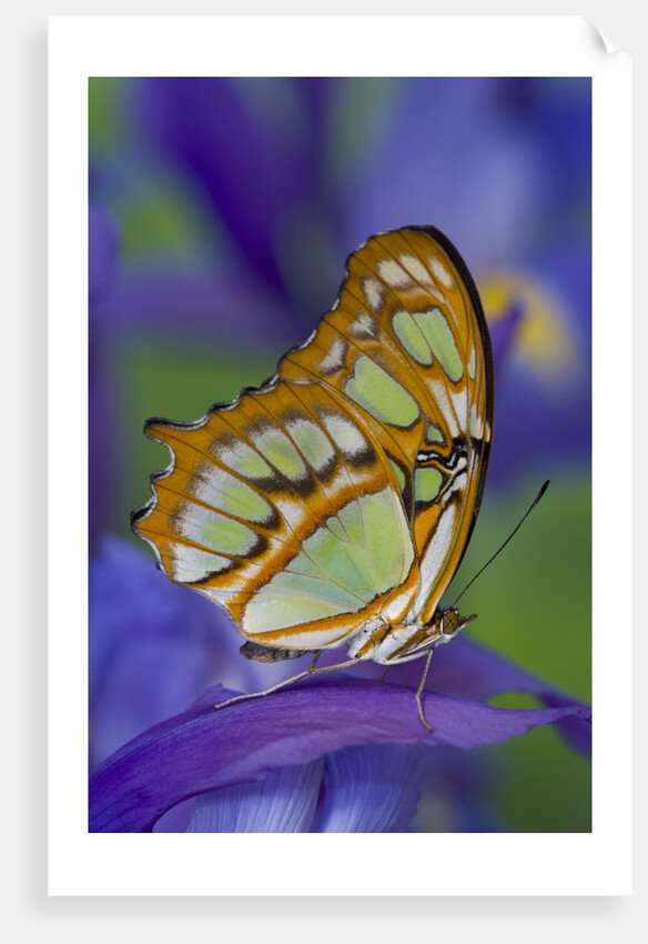 Malachite Butterfly Resting on an Iris by Anonymous