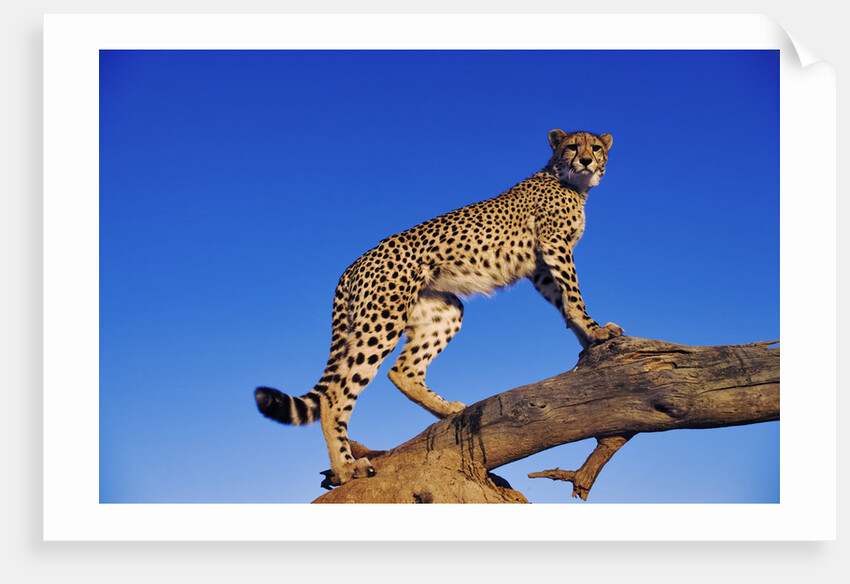 Cheetah by Anonymous