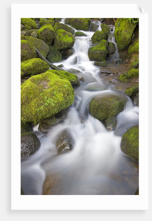Small Creek by Anonymous