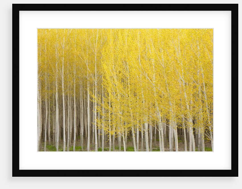 Row of Trees by Anonymous