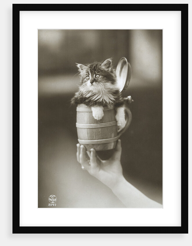 Kitten in a Beer Stein by Anonymous