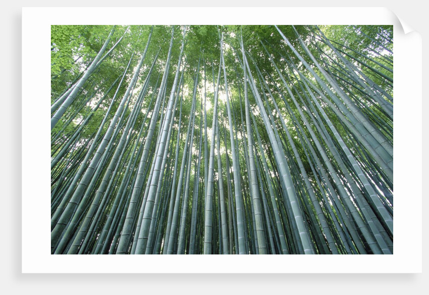 Grove of Japanese Bamboo by Anonymous