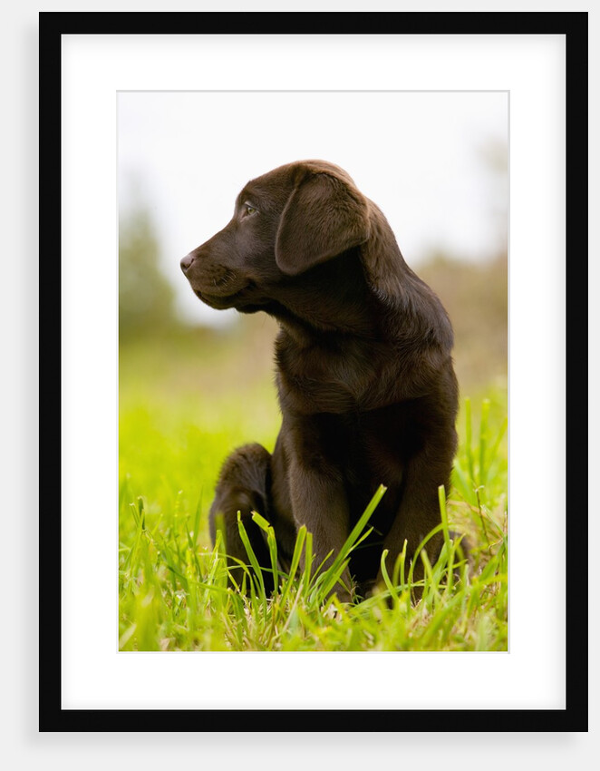 Chocolate Lab Puppy by Anonymous