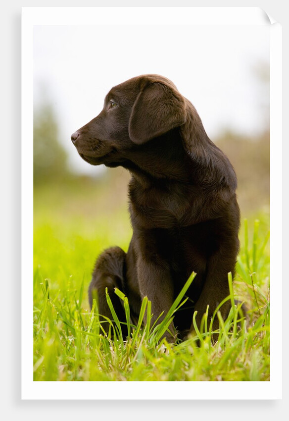 Chocolate Lab Puppy by Anonymous