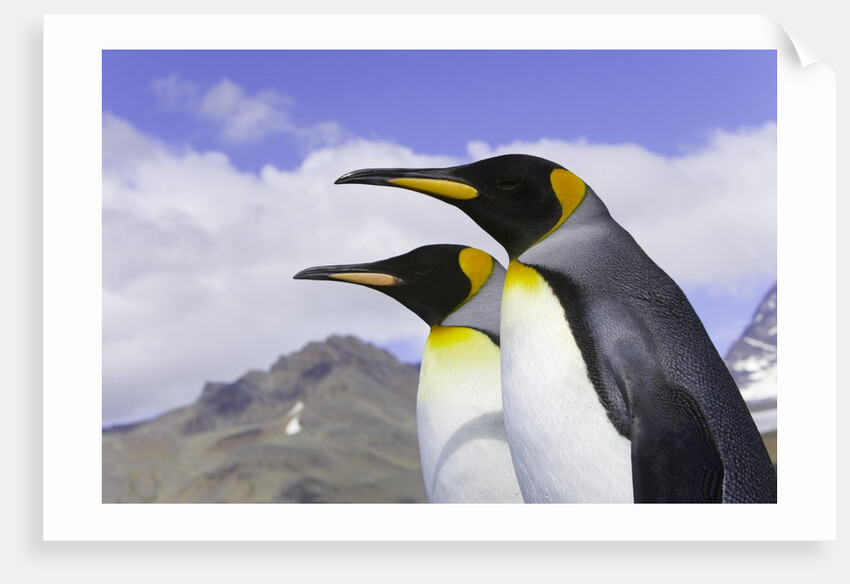 King Penguins by Anonymous
