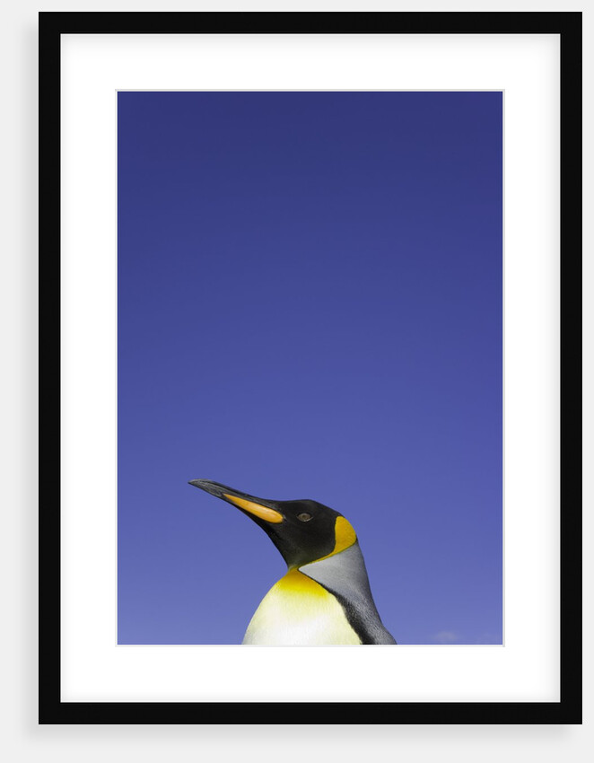 King Penguin by Anonymous