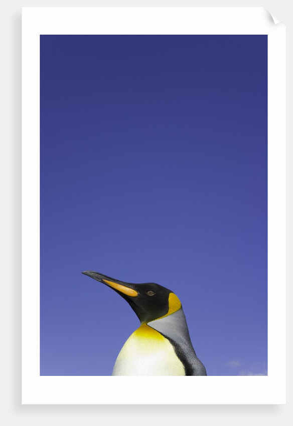 King Penguin by Anonymous