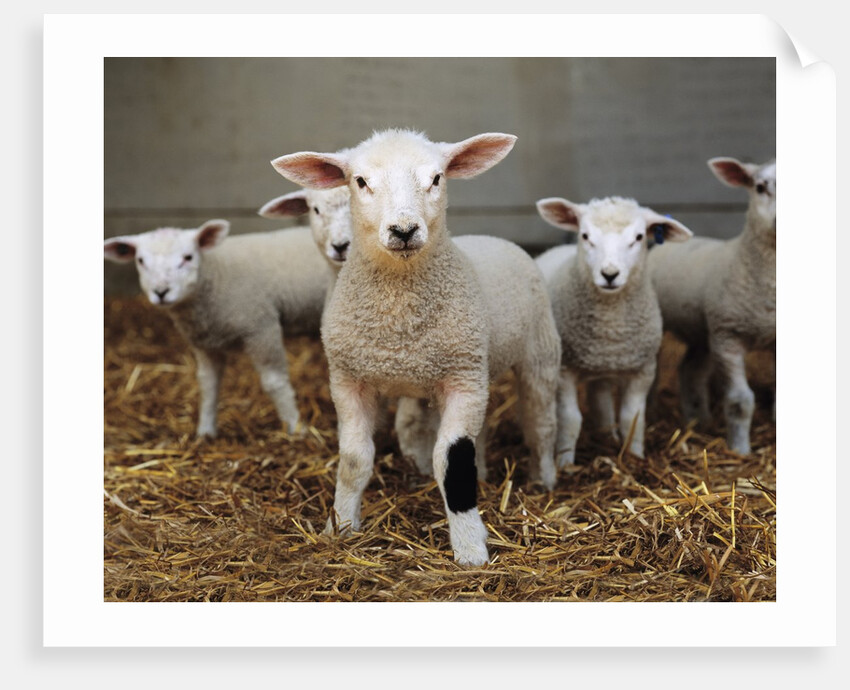 Lambs by Anonymous