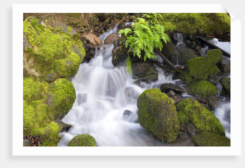 Waterfall and Mossy Rocks by Anonymous