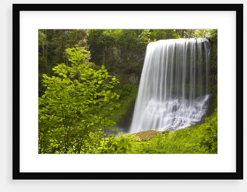 Middle North Falls and Foliage by Anonymous