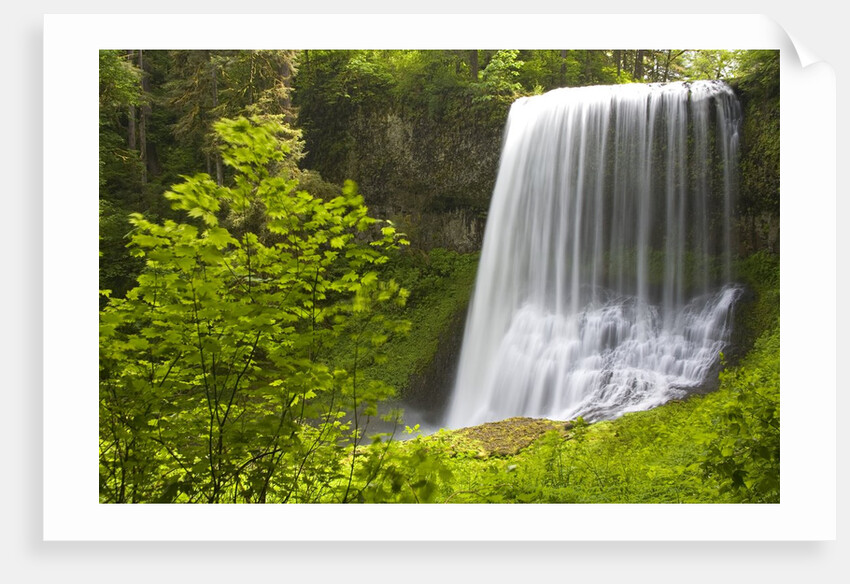 Middle North Falls and Foliage by Anonymous
