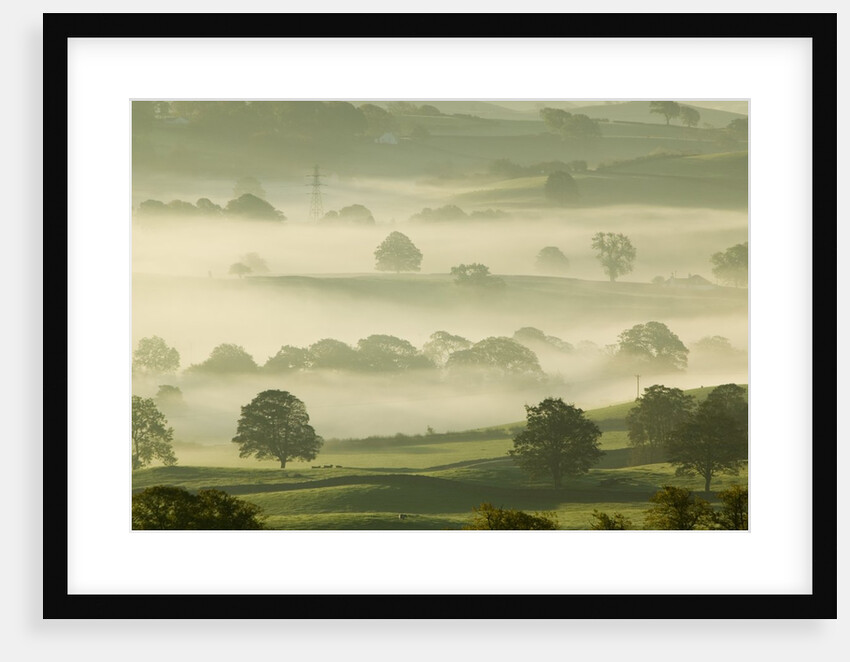 Foggy Grassland by Anonymous