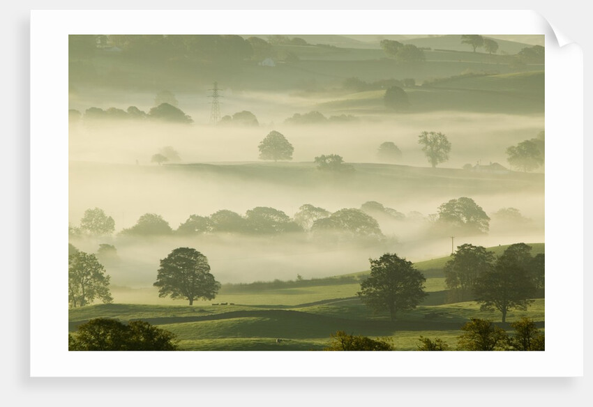Foggy Grassland by Anonymous