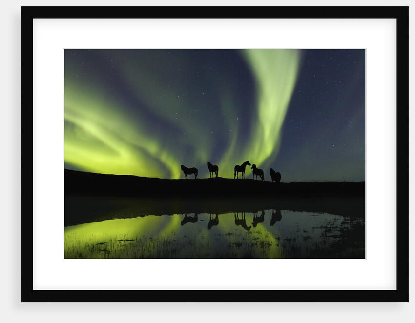 Horses under the Aurora Borealis by Anonymous