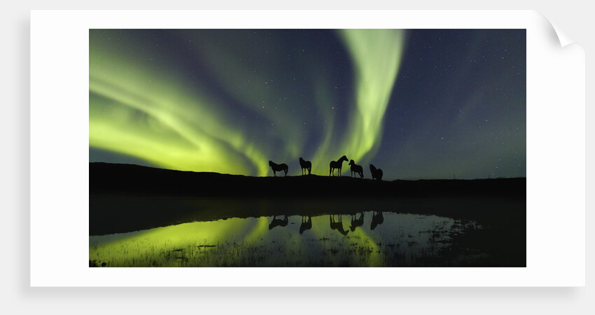 Horses under the Aurora Borealis by Anonymous