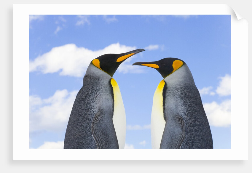 King Penguins by Anonymous
