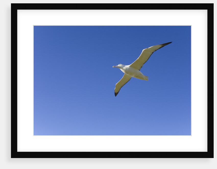 Wandering Albatross in Flight by Anonymous