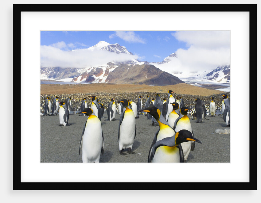 King penguins in coastal rookery along river, South Georgia Island by Anonymous
