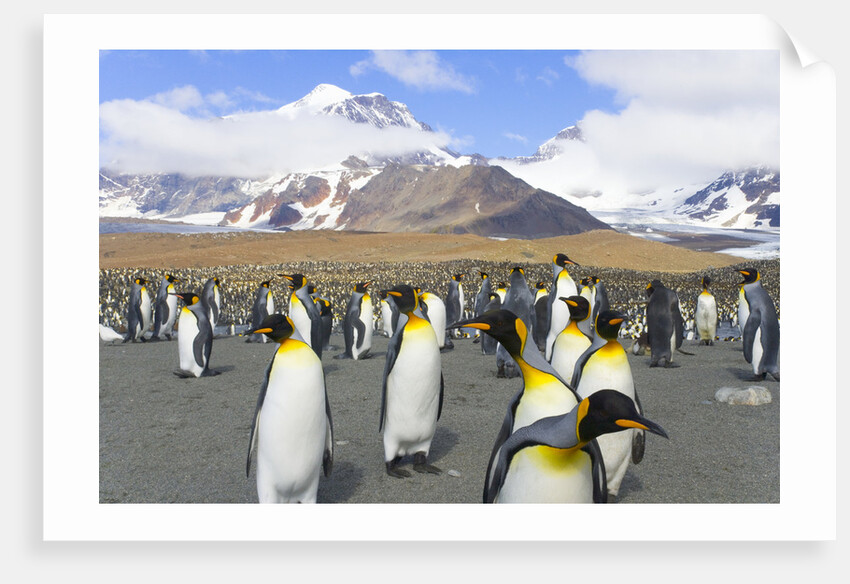 King penguins in coastal rookery along river, South Georgia Island by Anonymous