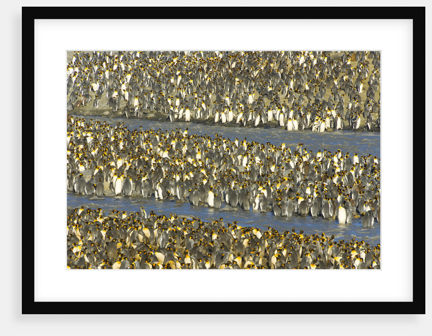 King Penguins in Coastal Rookery by Anonymous