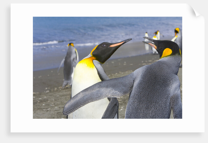 King Penguins Fighting by Anonymous