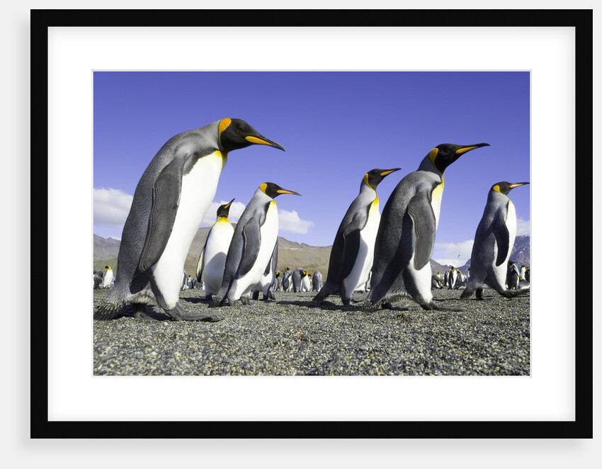 King Penguins on Beach by Anonymous