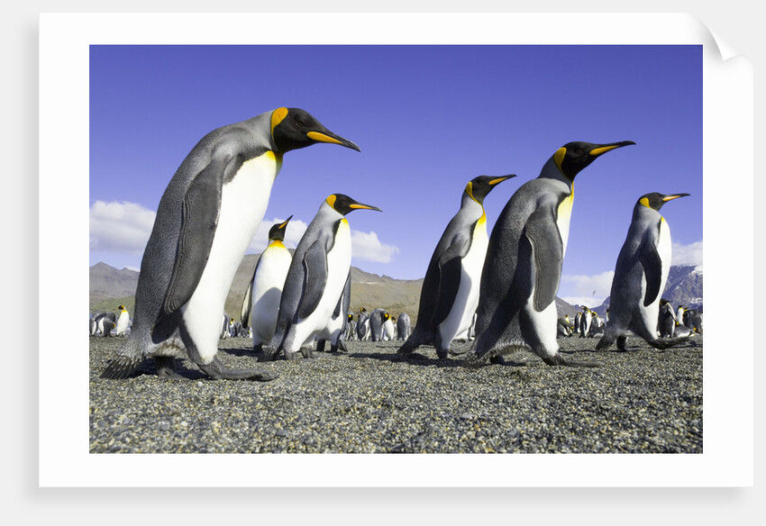 King Penguins on Beach by Anonymous