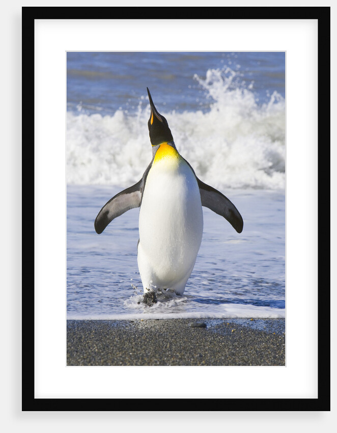 King Penguin Walking Out of Sea by Anonymous