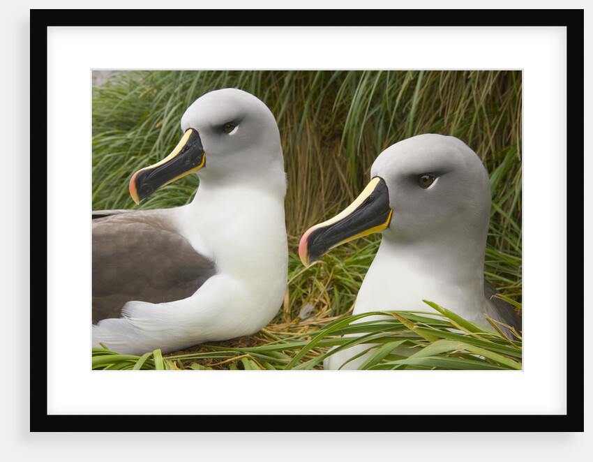 Pair of Mated Grey-Headed Albatross Adults by Anonymous