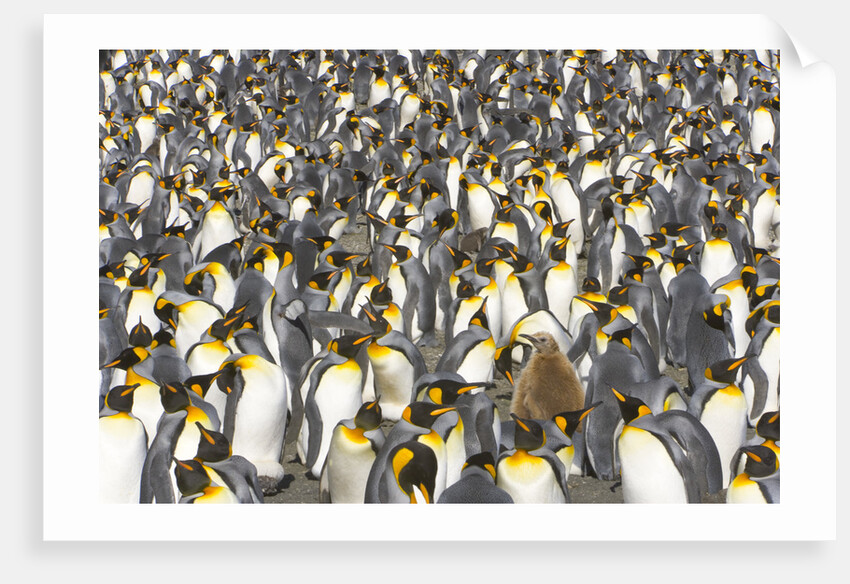 Big Molting Chick in King Penguin Rookery by Anonymous